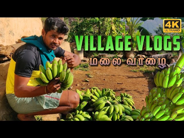 Hill Banana Harvest in my Farm | மலை வாழை அறுவடை | Village Vlog Episode 2 | Tamil Native Farmer