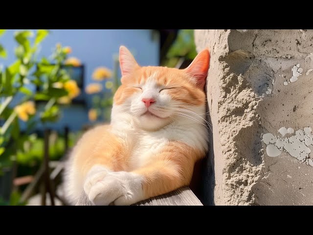 Lullaby Music to Comfort Cats - Listen 5 Minutes and Your Cat Will Fall Asleep! Cat Chill Melodies💤