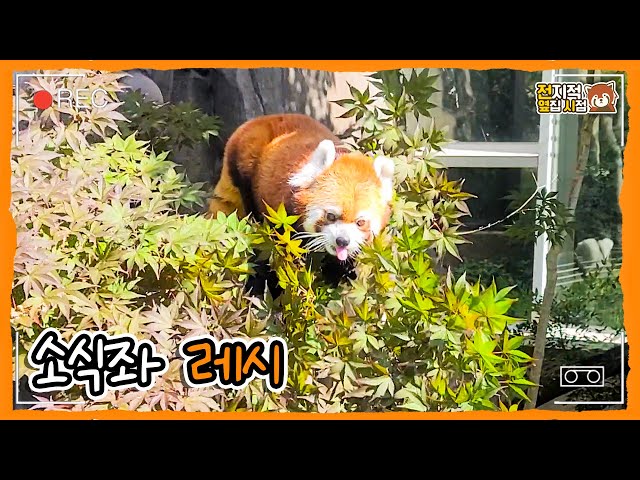 (SUB) Cute Red Panda's Mukbang Show😋│Everland Red Panda