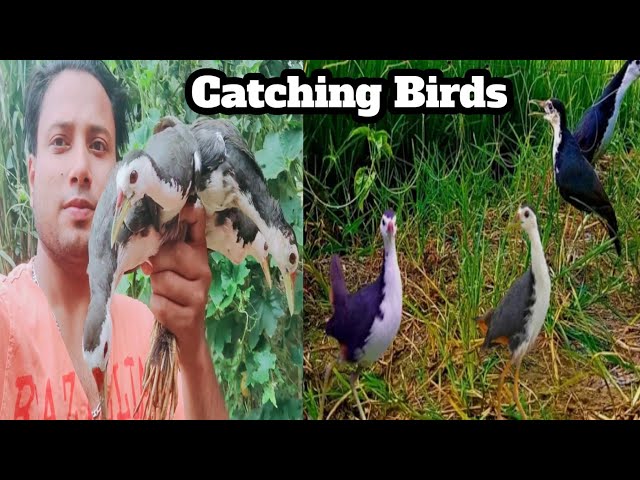 Bird trap of catching bird || how to catch breasted water hen by speaker sound