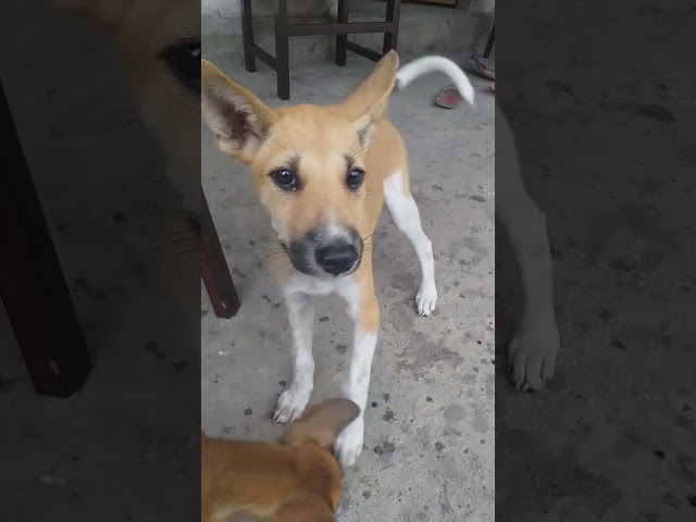 anjing menunggu tuanya makan