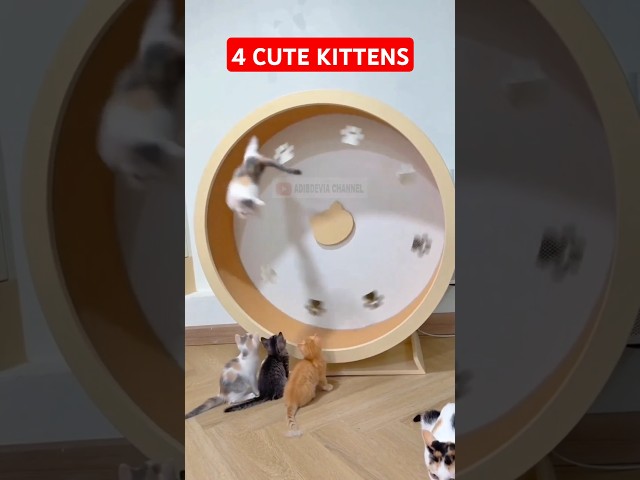 4 cute kittens #shorts #shortsfeed #trending #cat #catlover #catvideos #funnycats #fyp #kucing