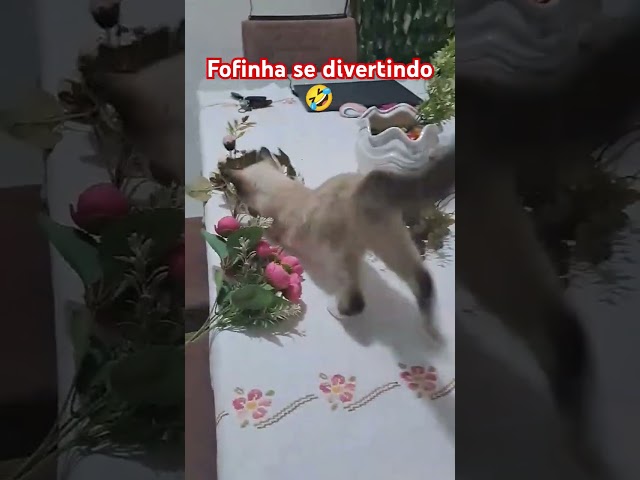 Fofinha se divertindo