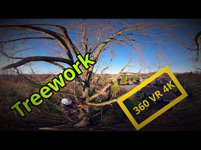 Arborist at work, Denmark, 360VR in 4K