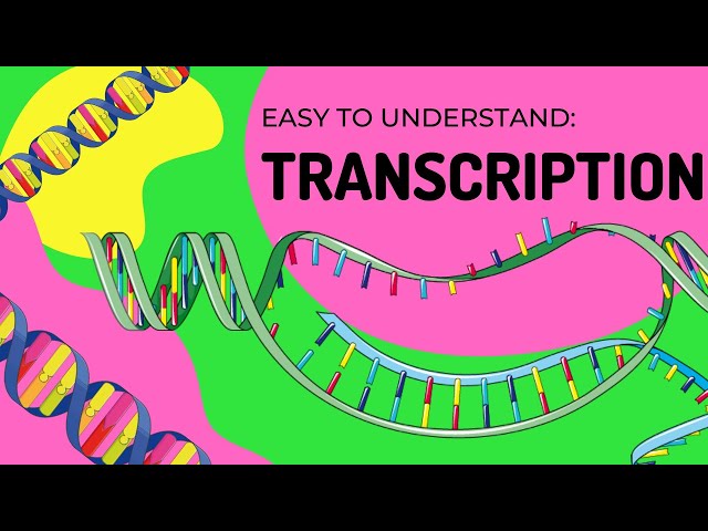 Protein Synthesis | Transcription