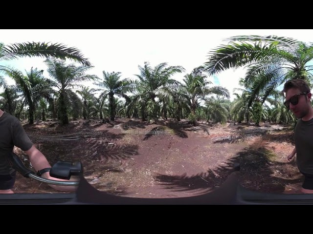 TRAILER for my LSE Festival Showcase: Virtual Fieldwork: The hazy shade of palm oil [360 4K]