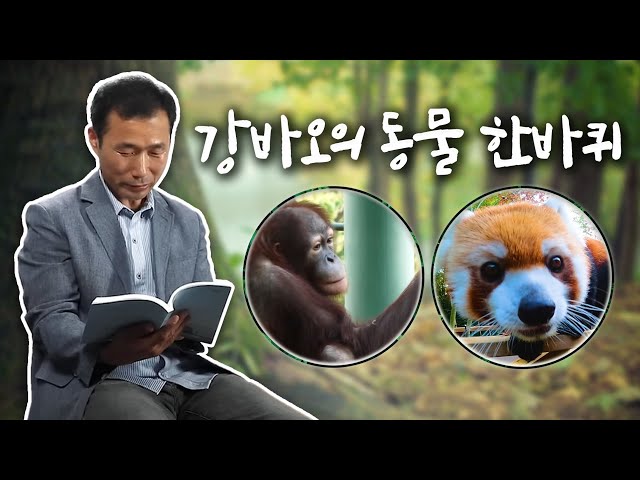 [전지적 옆집 시점] 강바오가 들려주는 재밌는 동물 이야기 | 오랑우탄, 레서판다편 Grandpa & Orangutan, Lesser Panda