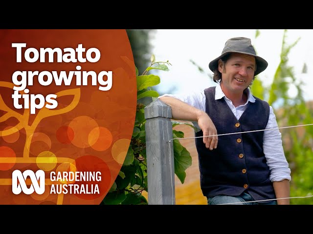 This tomato expert has some top tips for growing a great crop | Gardening 101 | Gardening Australia