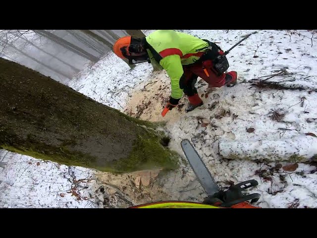 Laubholzernte Januar 03 2025 #wood #buche #timber #forst #forestry #chainsaw #husqvarna #wald