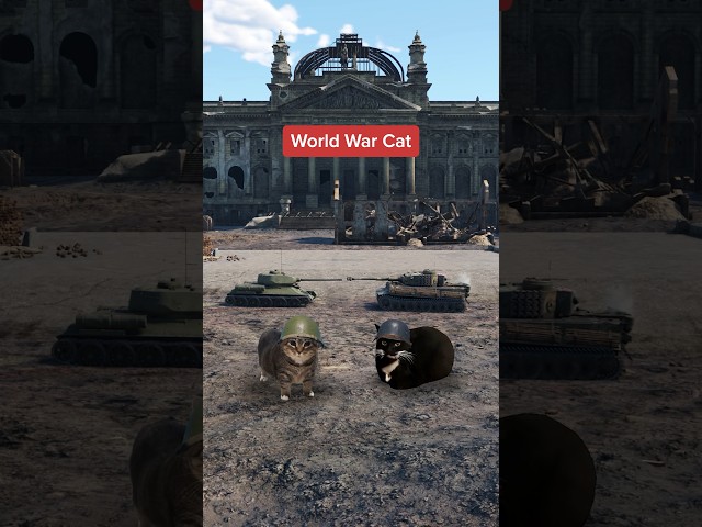 World War Cat