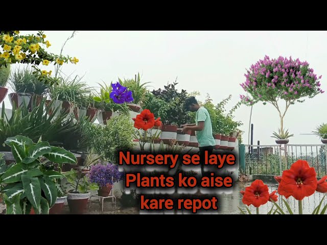 Nursery से लाए प्लांट को Repot कैसे करें। Gardening tips with Masti 🤣 By Great Shahbaz siddiquee ❤️