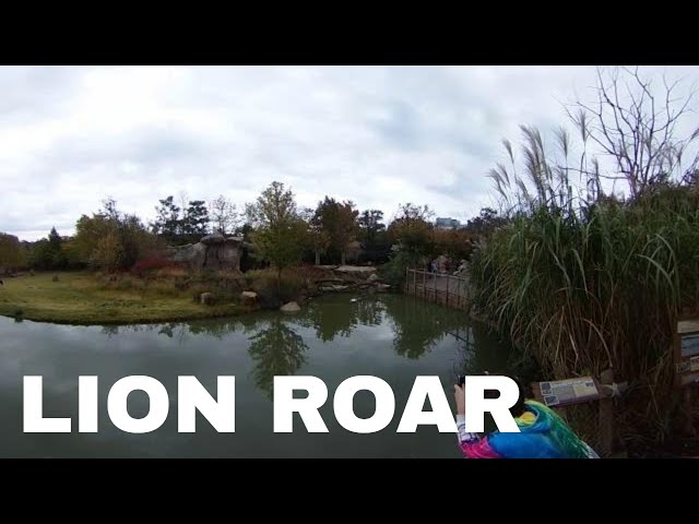 Lion Roar Sound in 360 Degree in Stereophonic 3D Sound