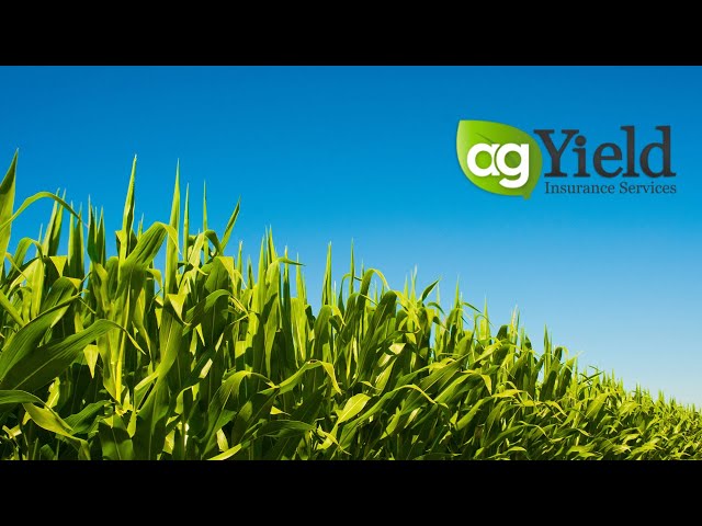 Introducing AgYield Insurance Services: Comprehensive risk management reimagined.