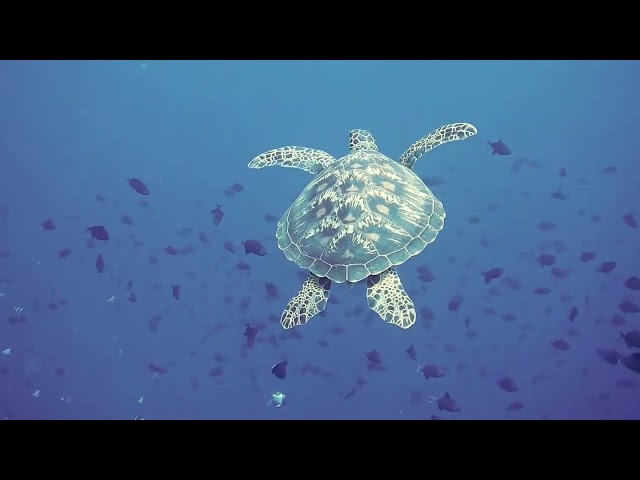 30 Minutes Underwater Sea Life - Royalty Free - Stock Footage -