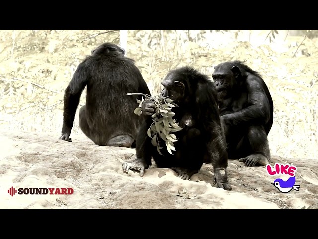 Chimpanzee Family Relaxing in Nature: A Peaceful Wildlife Moment