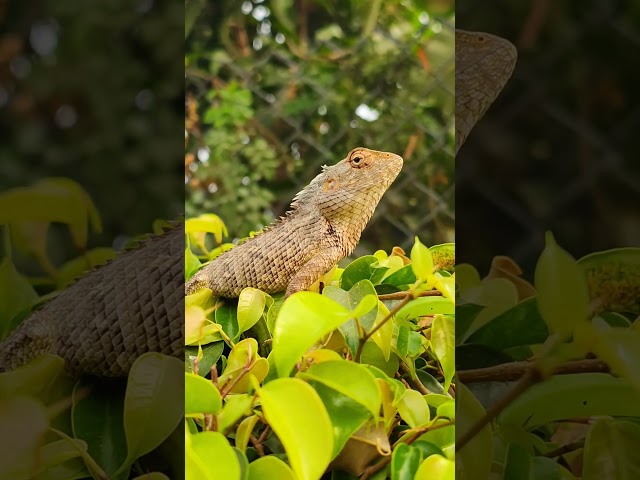 Oriental Garden Lizard #indiangardenlizard #reptile #gardenlizard