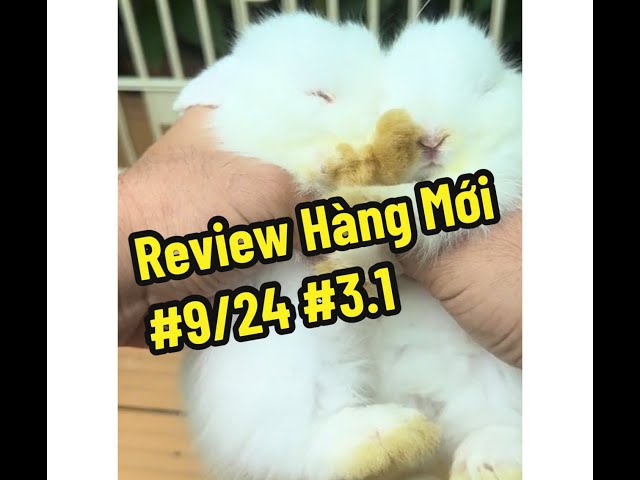 [PART 3.1]Cùng xem thử Tháng 9 này Đảo Thỏ có gì nào#TikTok #DaoThoAlice #TaiCup #Thomini #ThoHaLan