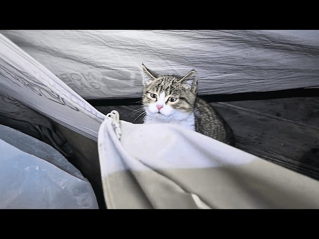 On a cold night, a homeless cat knocked on a cyclist's tent, starting a heartwarming thirty days.