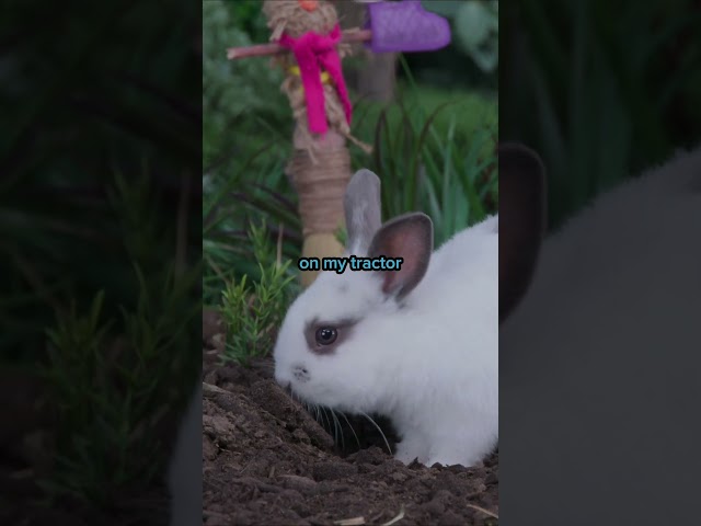 Digging Holes for Delicious CARROTS 🐰 #shorts #cute #animals