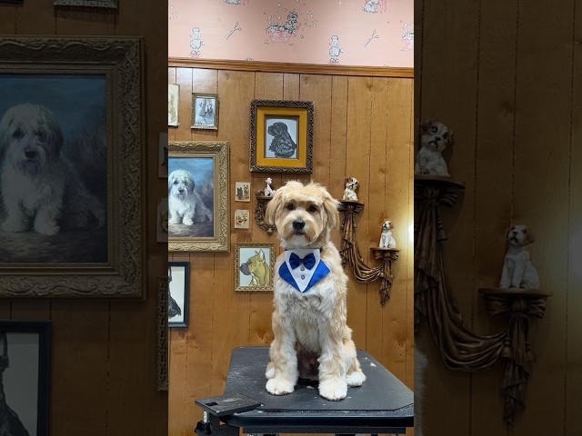 Drop everything and look at this dapper gentleman! #puppy #rescuedog #doggrooming #asmr #doggroomer