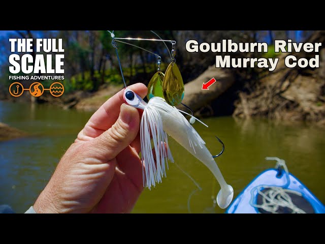 Goulburn River Murray Cod | The Full Scale