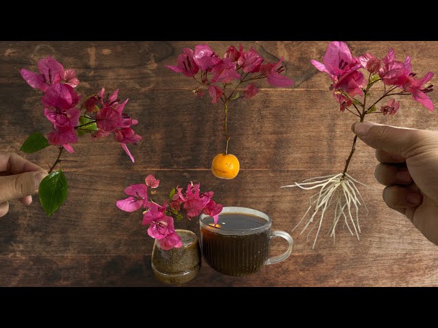 Awesome~Just coffee, bougainvillea sprouts and takes root like crazy.