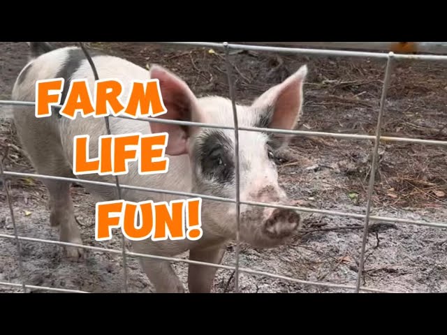 🐴🐄The BEST Farm Life Animal Entertainment! 😮🐓Homestead,Pig,Horse,Dog,Cats,#funny #farmlife ##country