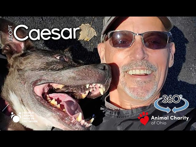 360 Dog Walk Video CAESAR Says Adopt Me - Dog Walks Doug & Just Wants Real Home #AdoptMe