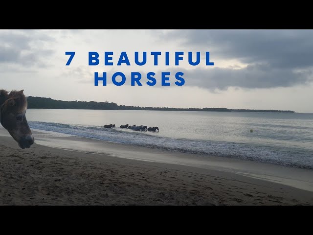 A  DAY IN THE LIFE! 7 BEAUTIFUL HORSES. AND A PONY