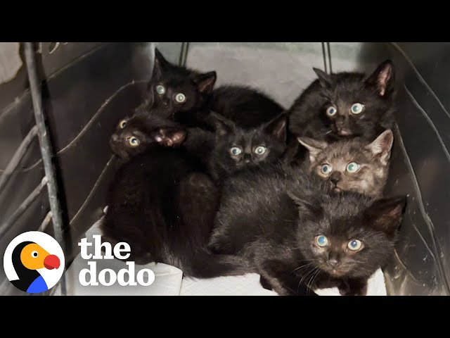 Woman Rescues Six Tiny Kittens From A Parking Garage | The Dodo