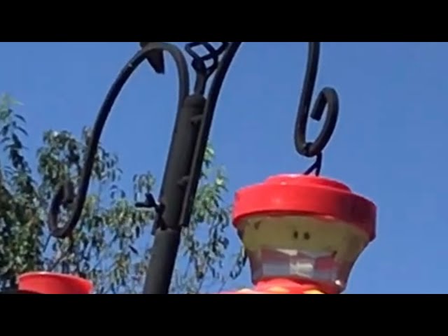 HUMMINGBIRDS FIGHTING