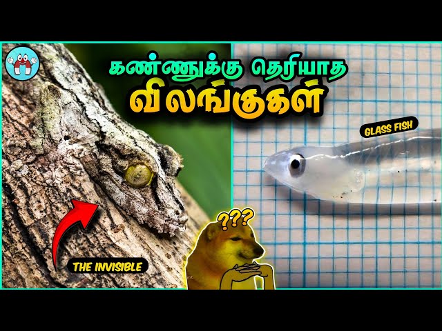 Invisible Animals In The World (தமிழ்) | The Magnet Facts