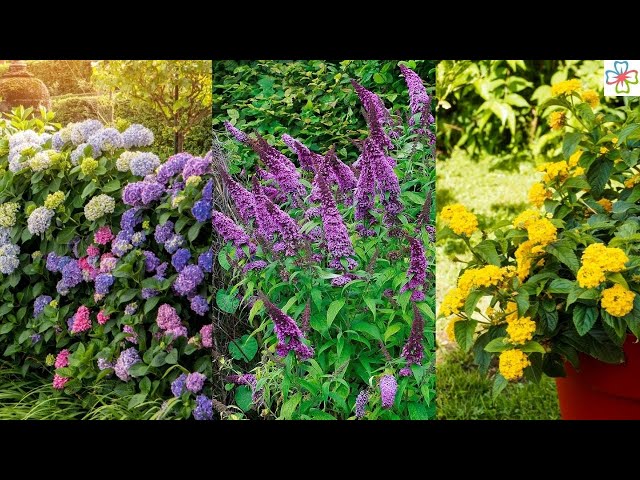 20 Shrubs that Bloom All Year | Year Round Shrubs According to Season