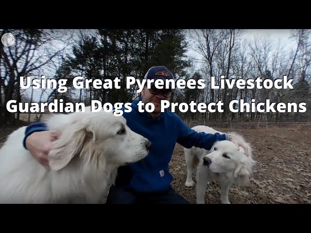 Using Great Pyrenees Livestock Guardian Dogs to Protect Chickens (360 Video VR)