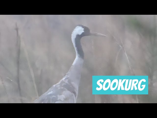 Sookurg, Grus grus, Common Crane - Eesti linnud