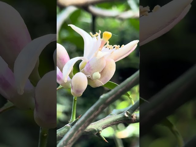 Ghost Spider on Lemon Flower #spider #camoflauge #lemontree #spiders #ghostspider #urbanwildlife