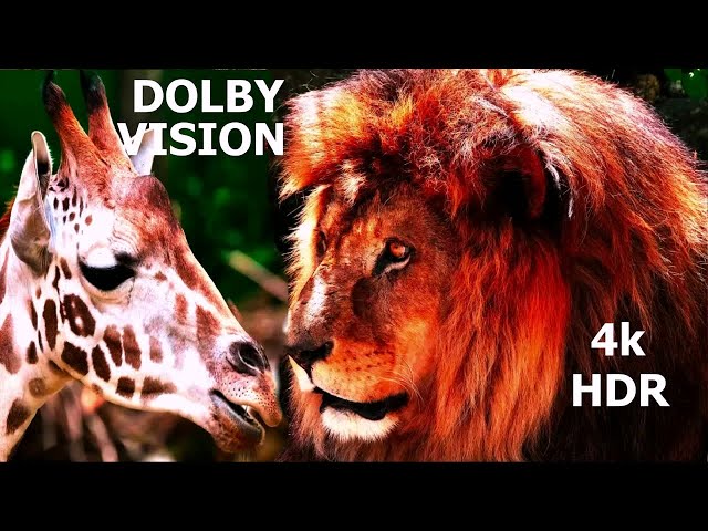 Animals 4K HDR 60fps with Dolby Vision حيوانات جميلة عالم الحيوانات والطبيعة اتش دي ار 2025