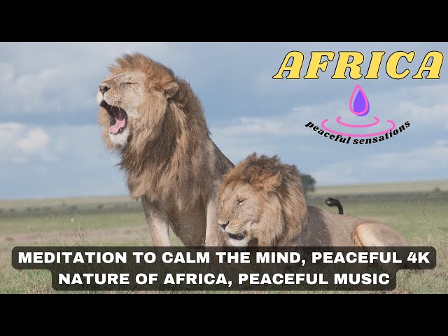 meditation to calm the mind, peaceful 4k nature of AFRICA, peaceful music calm #meditationflow