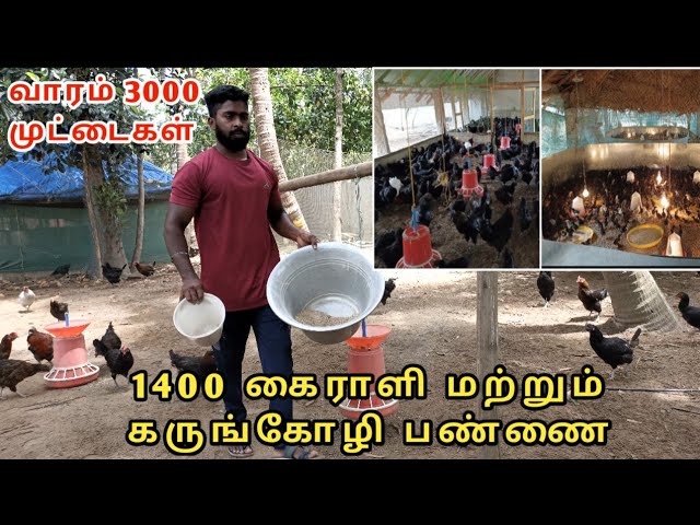 1400 கோழிகள், வாரம் 3000 முட்டைகள் செம்மையான நாட்டுகோழி பண்ணை