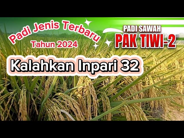 The Latest Rice Seeds in 2024 That Beat Inpari 32