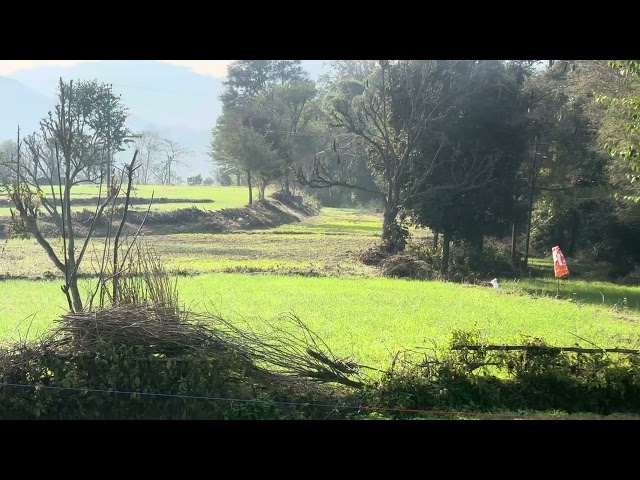 बारिश के बाद गेहूं की फ़सल में दिखी हरियाली