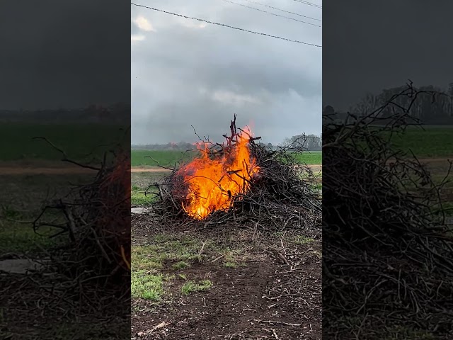 Burning the pecan limbs! #homestead #homesteading #farmlife