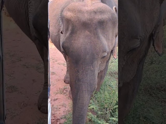 Udawalawa National Park        #elephant #srilanka #srilankanwildlife