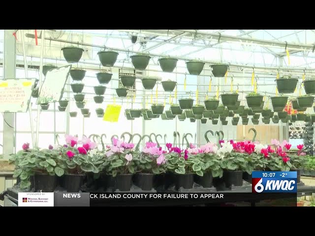 Bettendorf garden center gears up for Valentine's Day