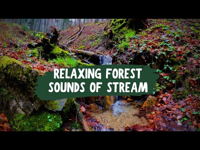 Relaxing Forest Sounds of Stream | Nature’s Tranquility for Deep Sleep & Focus