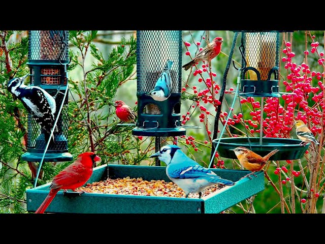 🔴LIVE 4K Winter Garden Bird Feeder: Cardinals, Woodpeckers, Snow Birds, Juncos, Christmas Wonderland