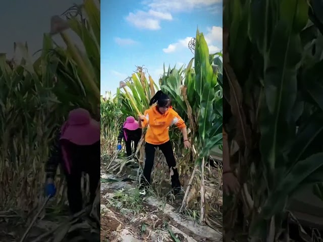 cool skills of farmers cutting down corn plants during the harvest process #shorts