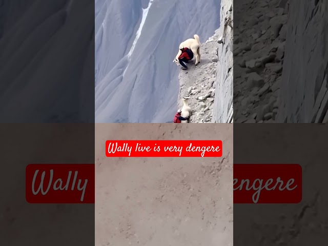 Daily life is very danger #climbing #mountaingoat #mountains