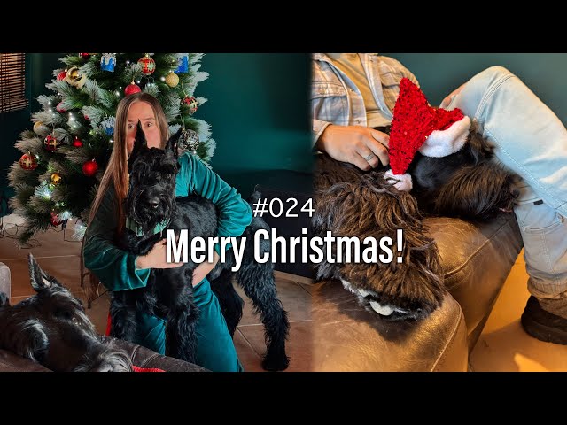 Decorating Our Christmas Tree | Ep. 24 | Life with Giant Schnauzers