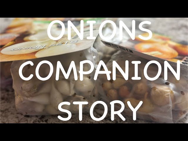 Companion Planting Onions 🧅 #urbanhomesteading #growyourownvegetables #urbangardening